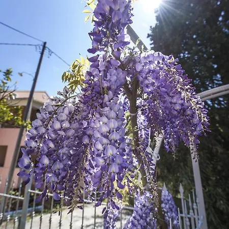 Skevoulis בניטסס