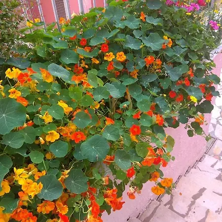 Skevoulis Апартаменты *